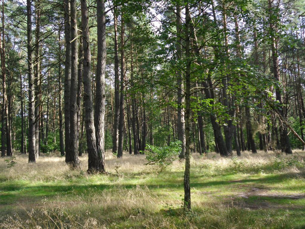 Kastavengrund - Ferienhaeuser Mit Kamin Lychen Luaran gambar
